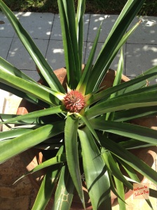 Picture of Pineapple on the patio